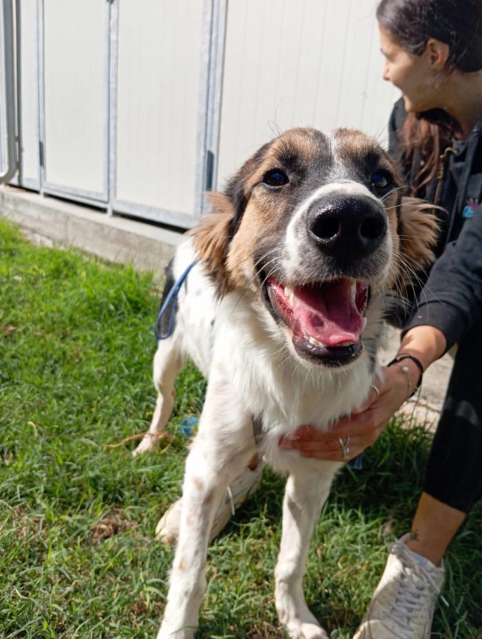 🖤 BALÙ HA 9 MESI. LA SUA VITA NON PUÒ COMINCIARE IN CANILE