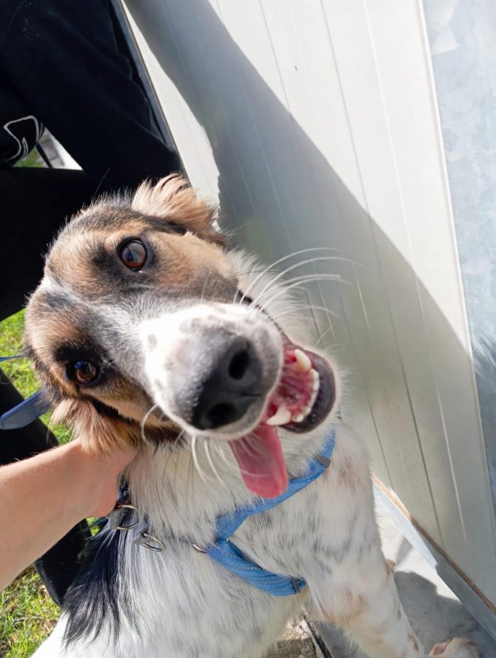 🖤 BALÙ, 9 MESI, ASPETTA LA SUA OCCASIONE! - media 5