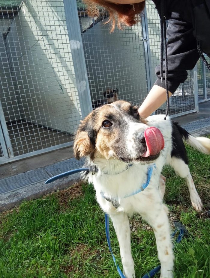 🖤 BALÙ, 9 MESI, ASPETTA LA SUA OCCASIONE! - media 8