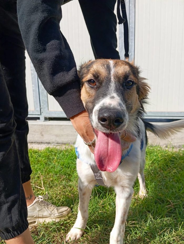 🖤 BALÙ, 9 MESI, ASPETTA LA SUA OCCASIONE! - media 7