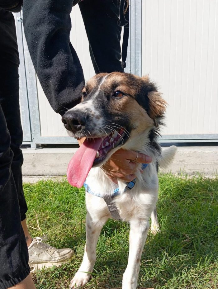 🖤 BALÙ, 9 MESI, ASPETTA LA SUA OCCASIONE! - media 10