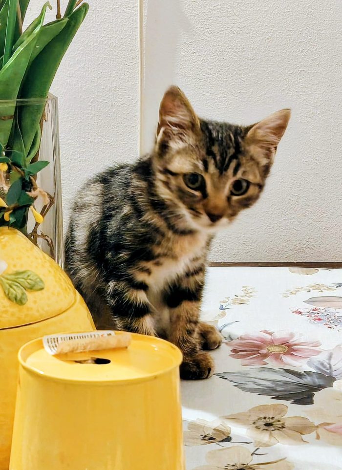 LULY: TIGRATINA DI 2 MESI E MEZZO