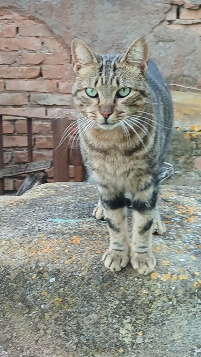 POLLA UNA DEI 12 GATTI DI ROSA