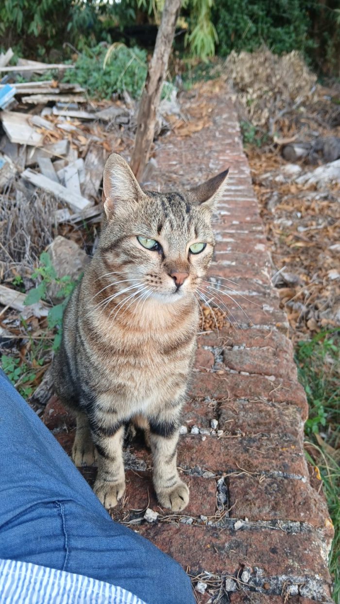 POLLA UNA DEI 12 GATTI DI ROSA