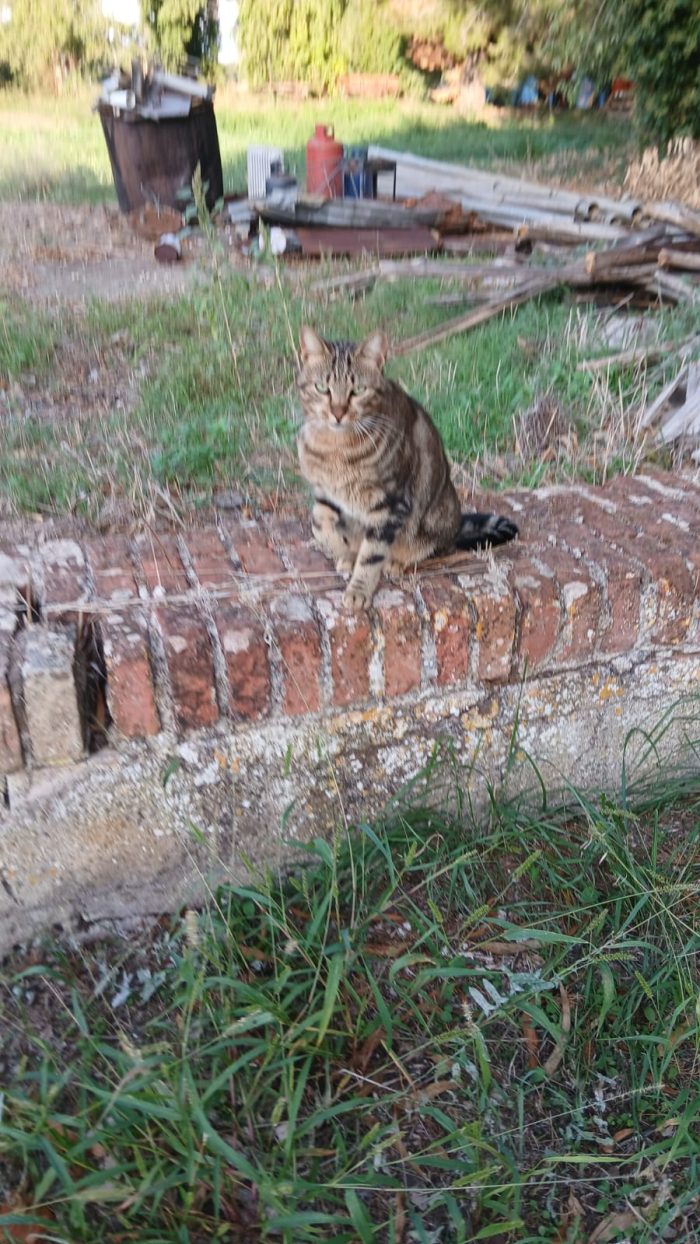 POLLA UNA DEI 12 GATTI DI ROSA