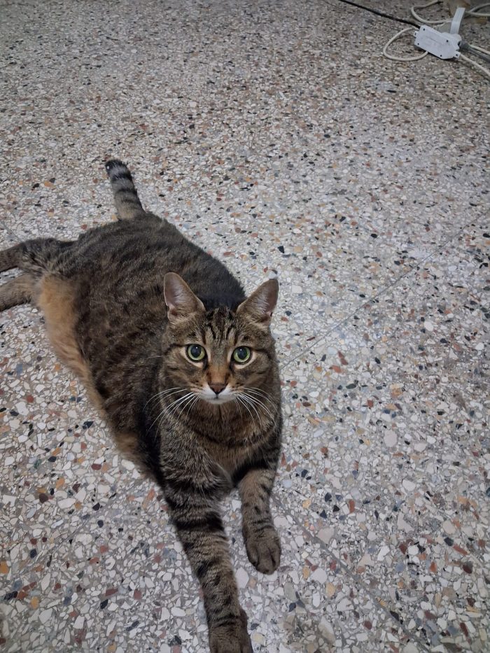 CHICCO, LO SGUARDO DI CHI HA PERSO TUTTO ADOZIONE DEL CUORE