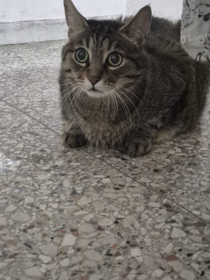 CHICCO, LO SGUARDO DI CHI HA PERSO TUTTO ADOZIONE DEL CUORE