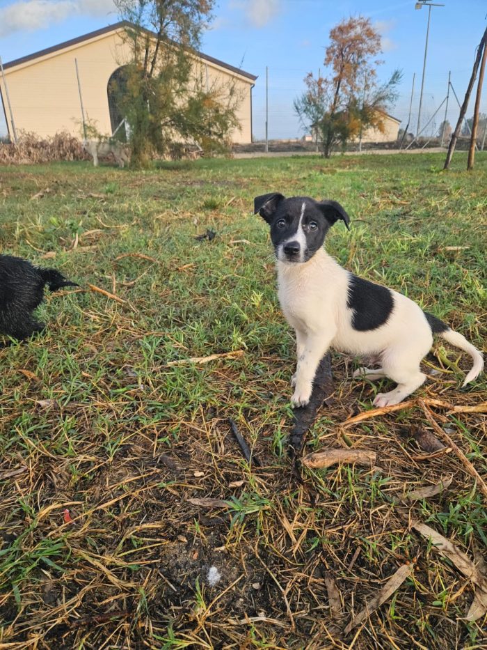Alan meraviglioso cucciolo bianco nero cerca casa