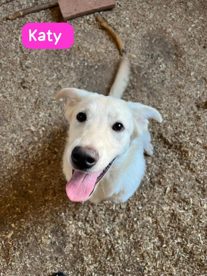 Katy splendida cucciolotta in Lombardia cerca casa