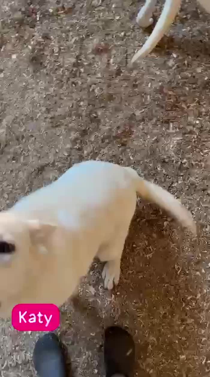 Katy splendida cucciolotta in Lombardia cerca casa