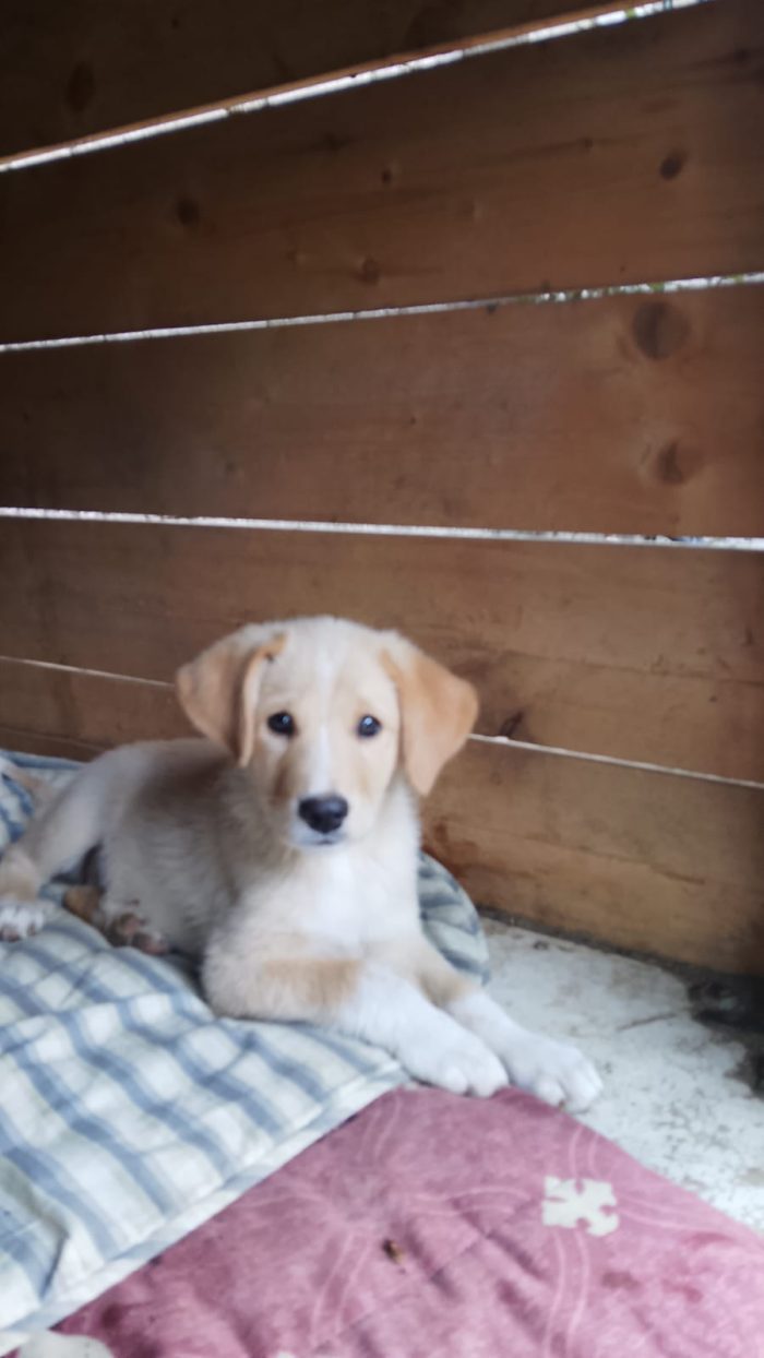 Teo splendido dolce cucciolo cerca casa