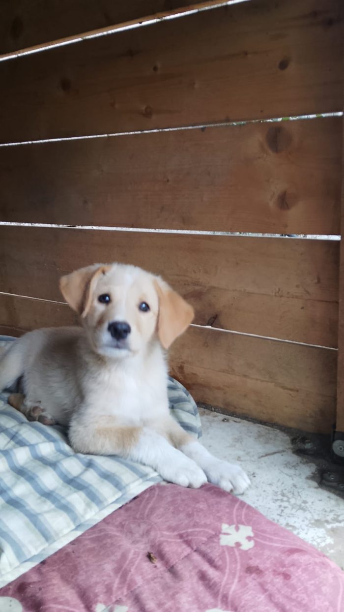 Teo splendido dolce cucciolo cerca casa