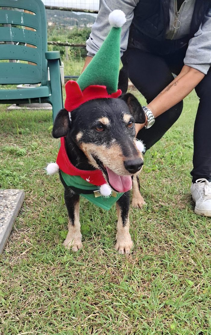 Zack... il cagnolino invisibile.. - media 4