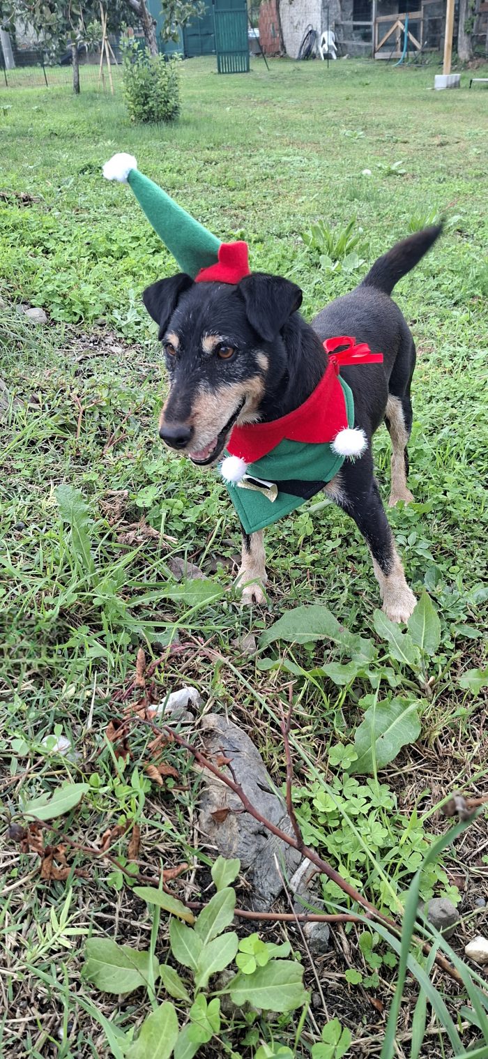 Zack... il cagnolino invisibile.. - media 5