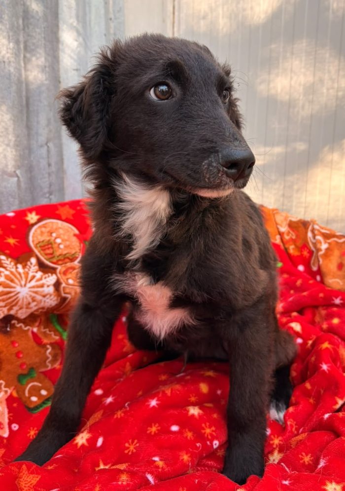 IL TENERO E BELLISSIMO YUKI