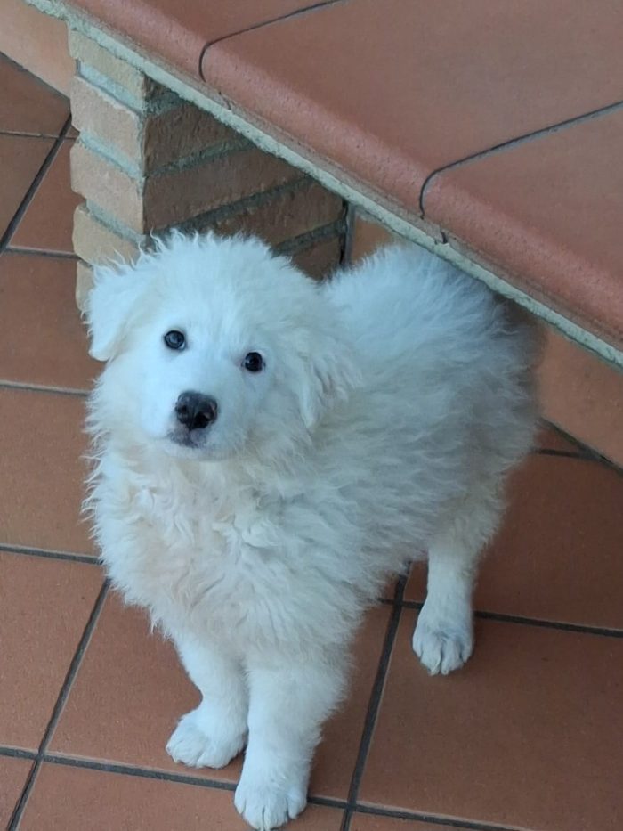 Madame, simil maremmano di 3 mesi