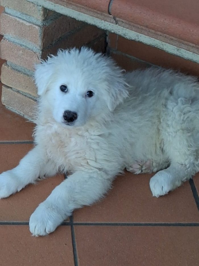 Madame, simil maremmano di 3 mesi