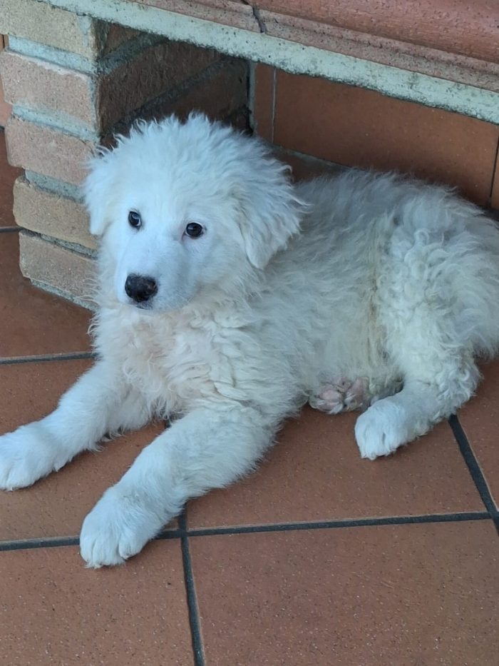 Madame, simil maremmano di 3 mesi - media 5