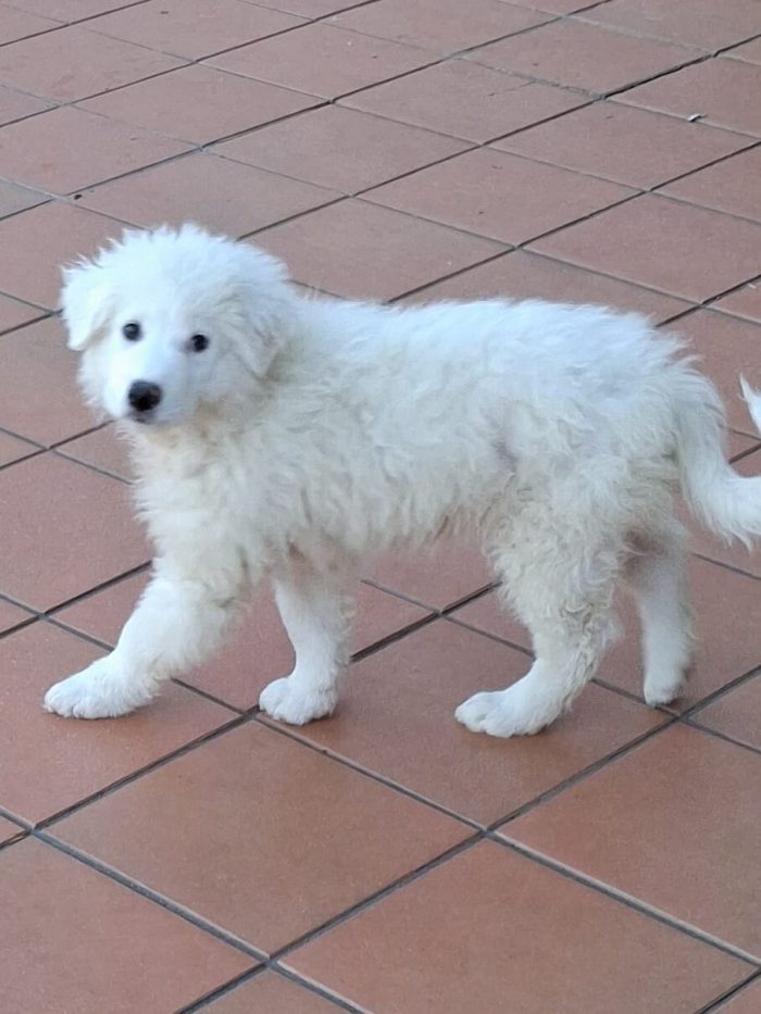 Madame, simil maremmano di 3 mesi - media 4