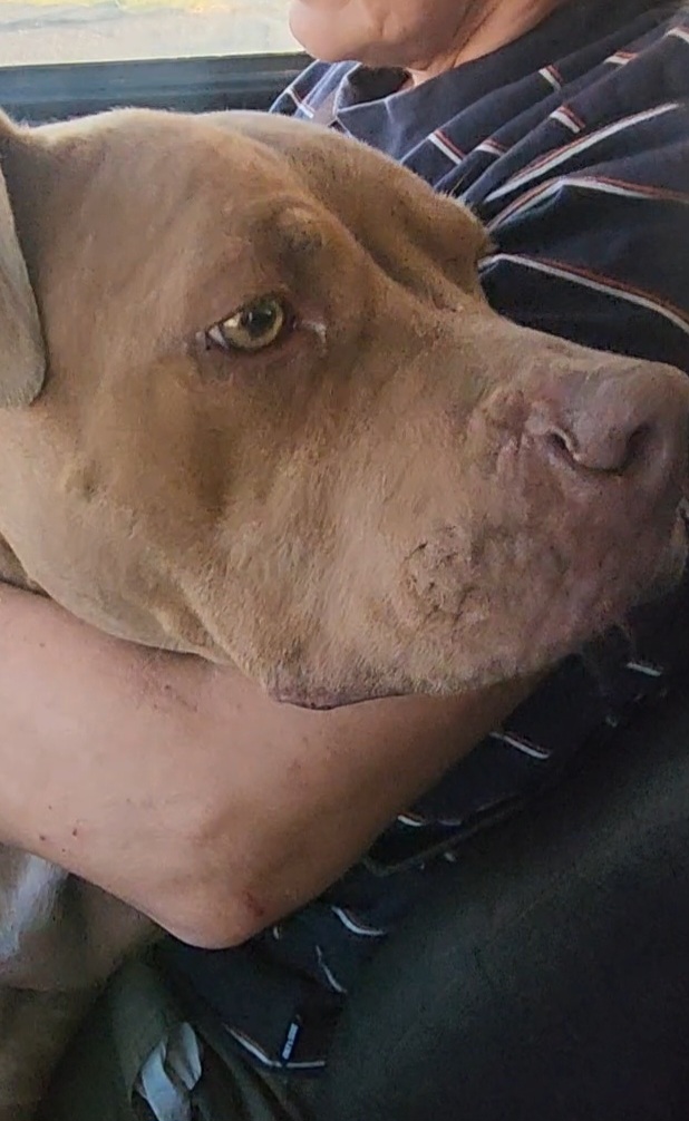 Pitbull Red Nose 2/3anni salvata magrissima e a catena.SOS CASA COSENZA