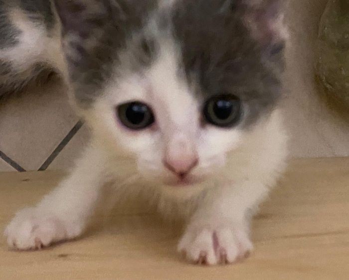 Dolcissimi gattini di 1 mese e 7 mesi nati dalla stessa mamma