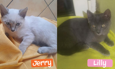 ADOZIONE DI COPPIA LILLY E JERRY