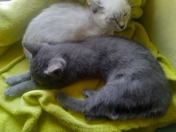 ADOZIONE DI COPPIA LILLY E JERRY