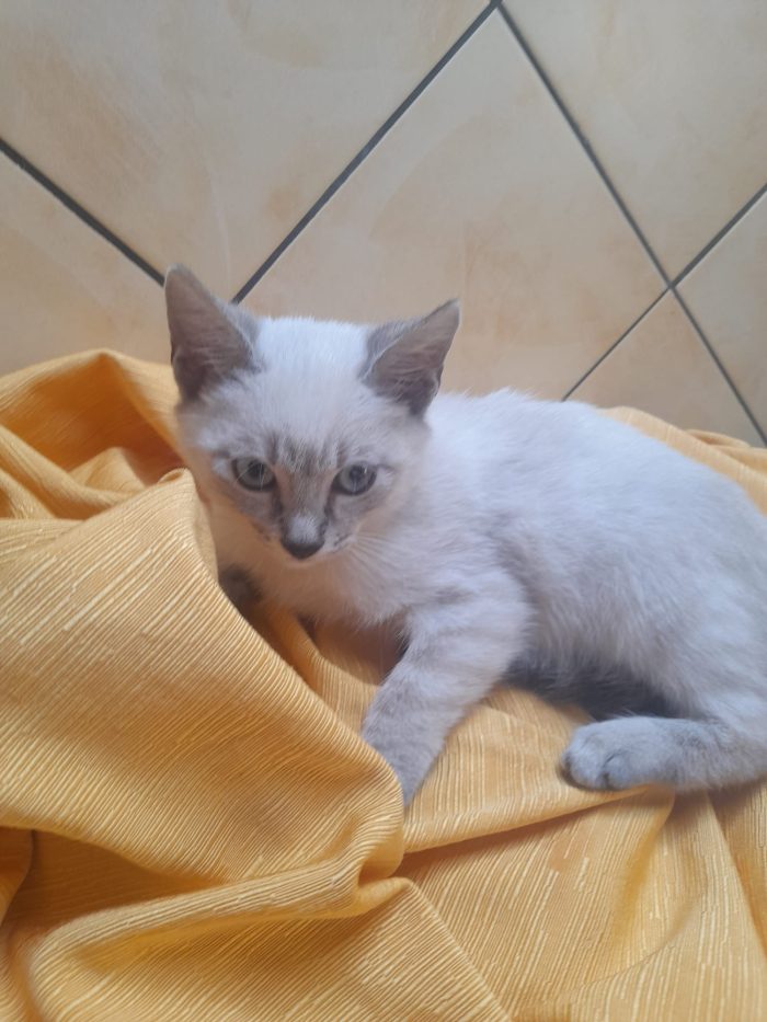 ADOZIONE DI COPPIA LILLY E JERRY - media 4