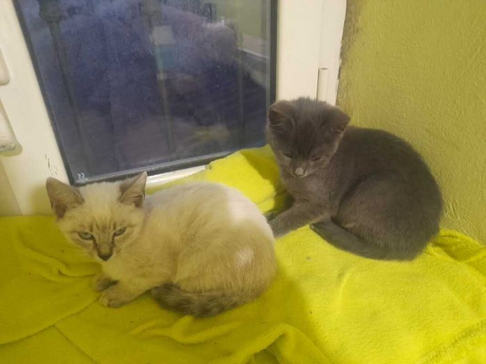 ADOZIONE DI COPPIA LILLY E JERRY - media 5