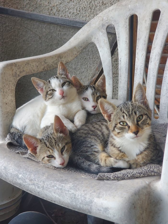 4 Gattini cercano casa