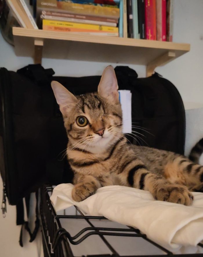 Celestino, 4/5 mesi, cerca casina