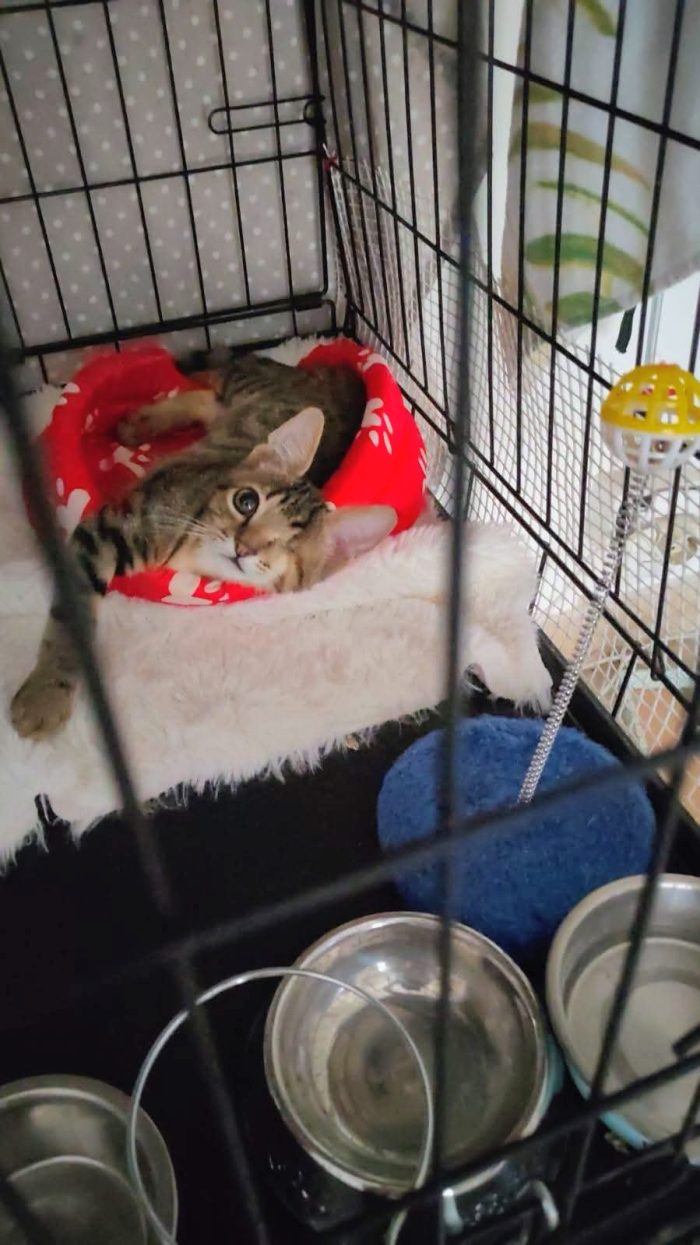 Celestino, 4/5 mesi, cerca casina