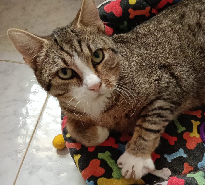 MIRO': MICINO DI 5 MESI CERCA FAMIGLIA