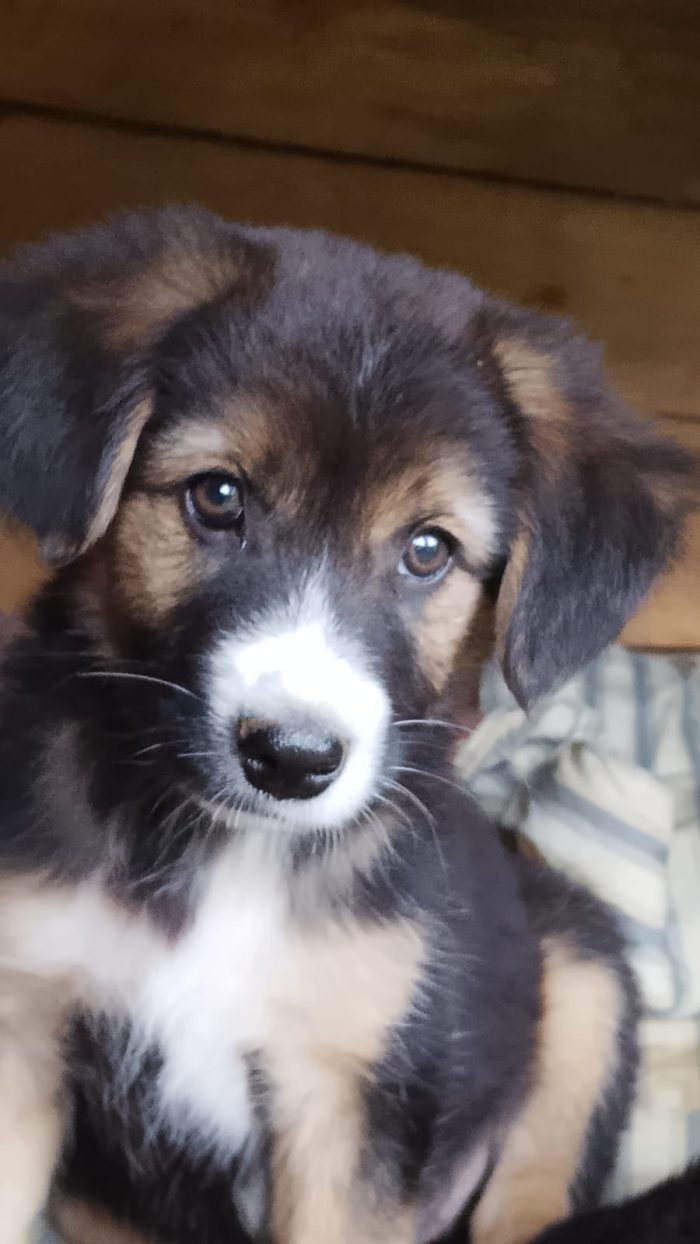 Sole splendida dolce cucciola cerca casa