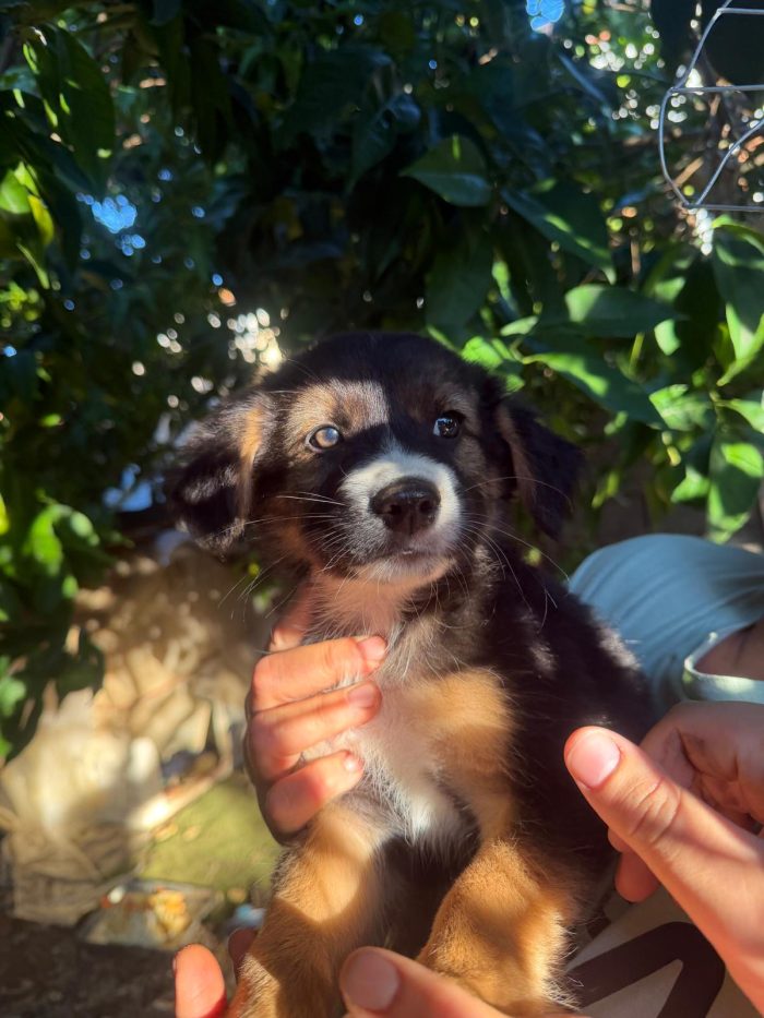 Sole splendida dolce cucciola cerca casa