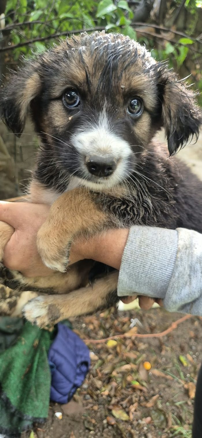 Sole splendida dolce cucciola cerca casa