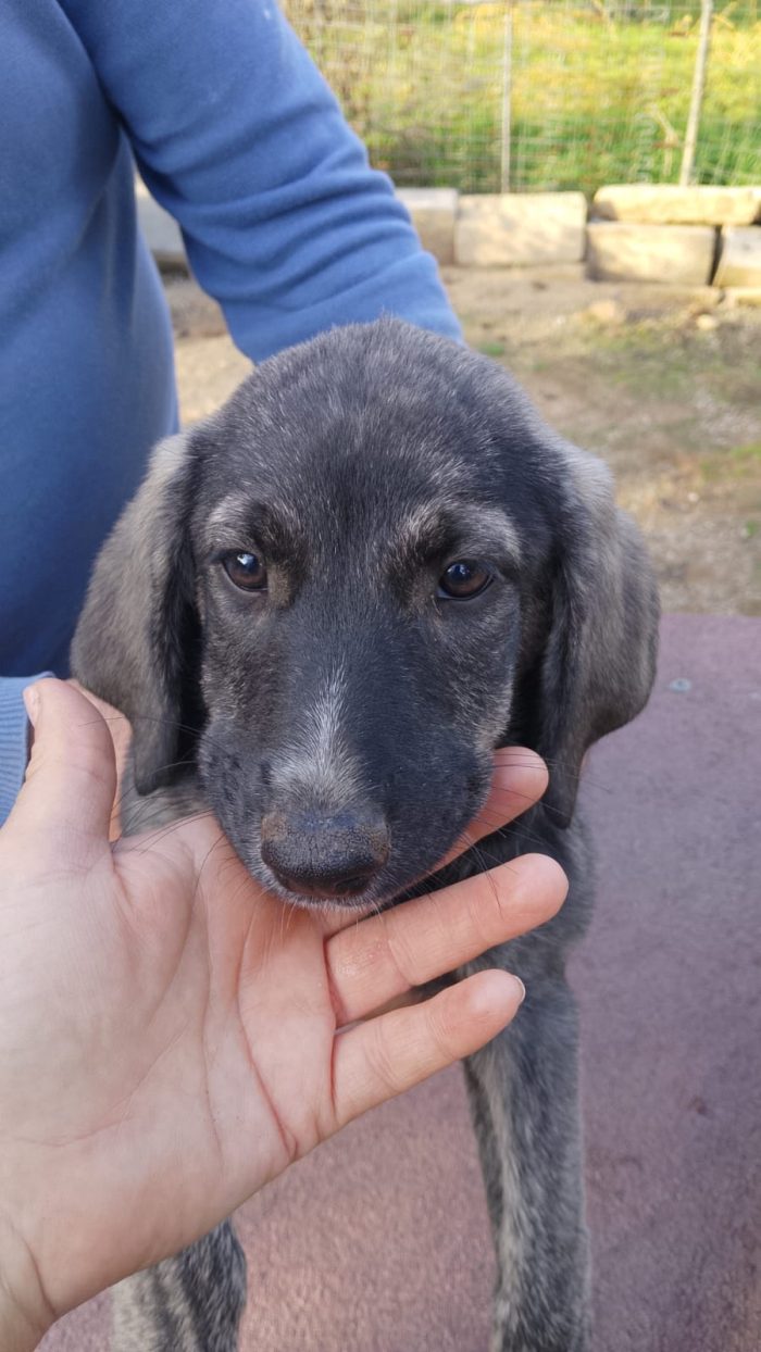 Giorgy splendida dolce cucciola cerca casa