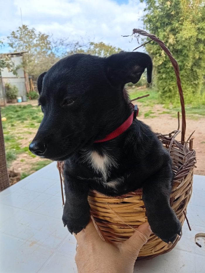 Mino splendido dolce cucciolo taglia medio piccola cerca casa