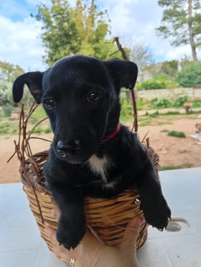 Mino splendido dolce cucciolo taglia medio piccola cerca casa