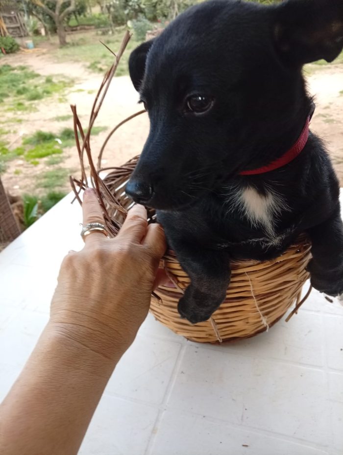 Mino splendido dolce cucciolo taglia medio piccola cerca casa