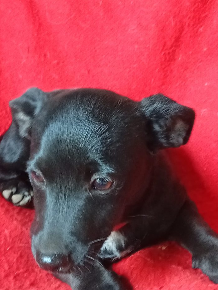 Mino splendido dolce cucciolo taglia medio piccola cerca casa - media 5