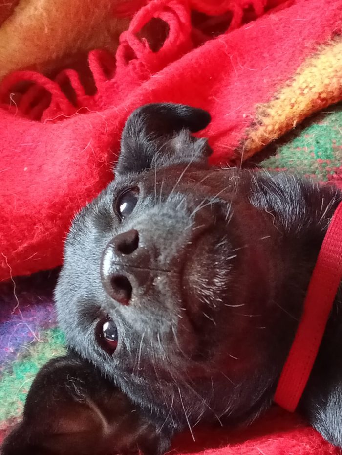 Mino splendido dolce cucciolo taglia medio piccola cerca casa - media 6