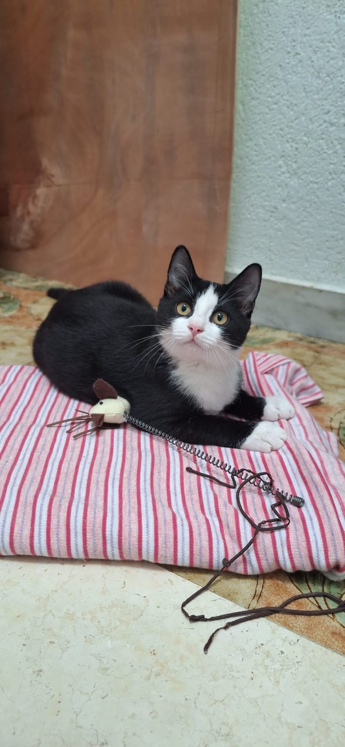 TUXY elegante e coccoloso