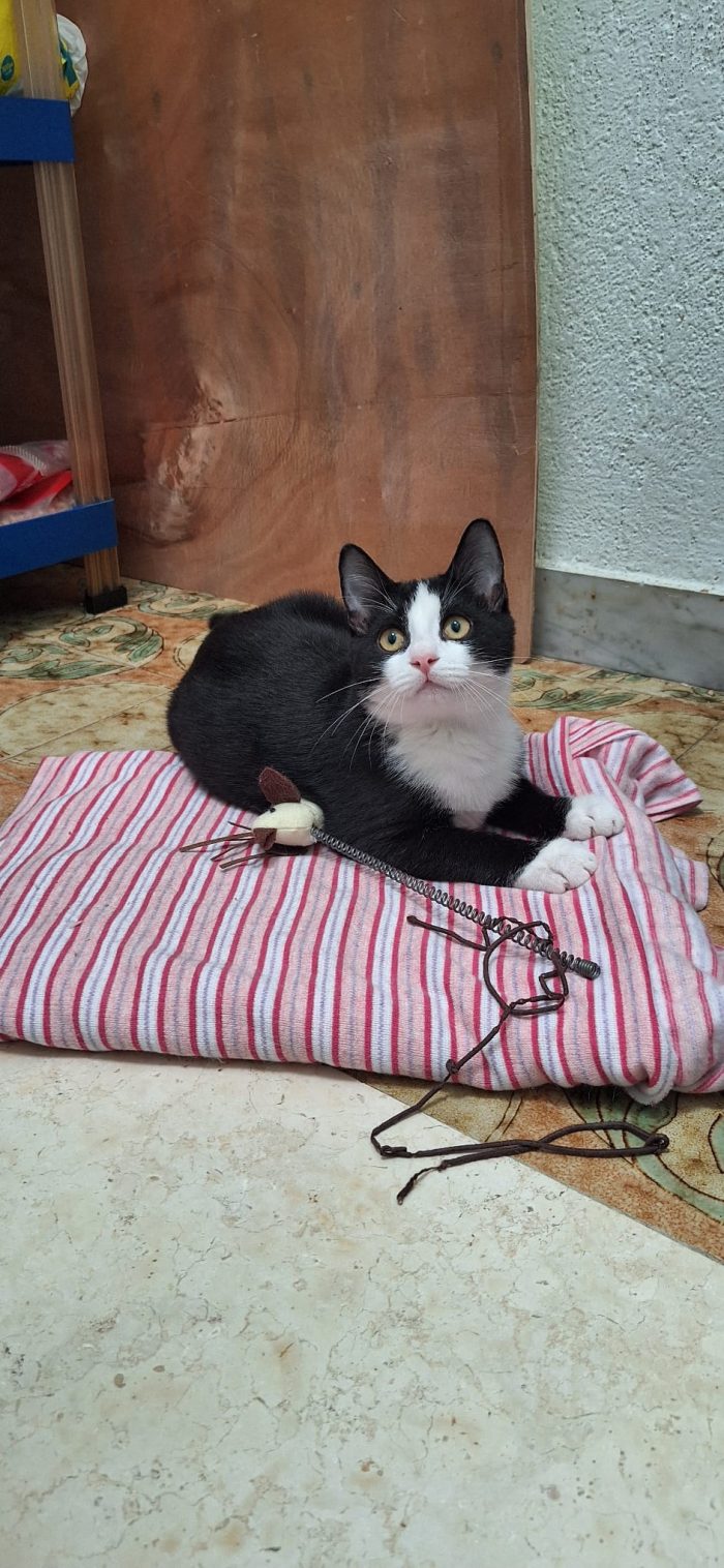 TUXY elegante e coccoloso