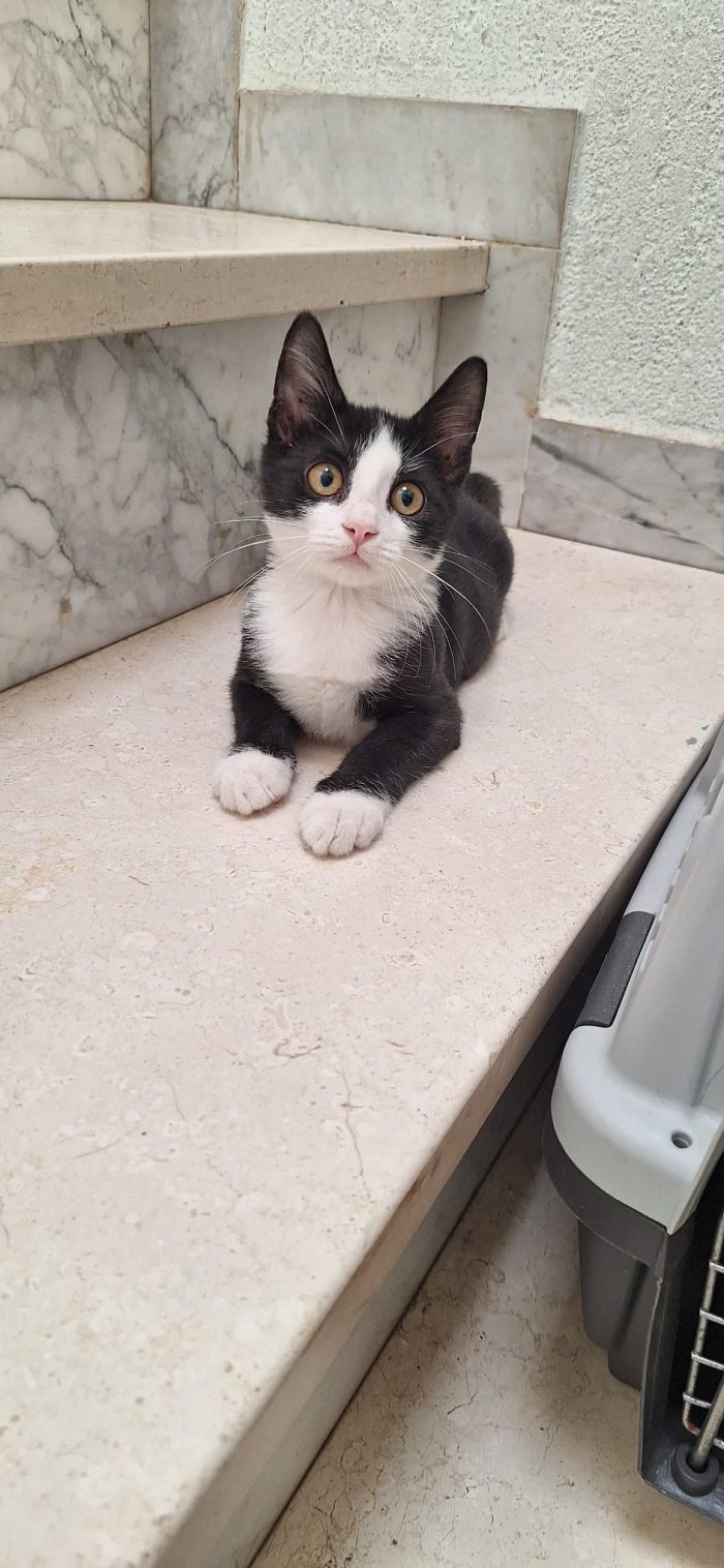 TUXY elegante e coccoloso