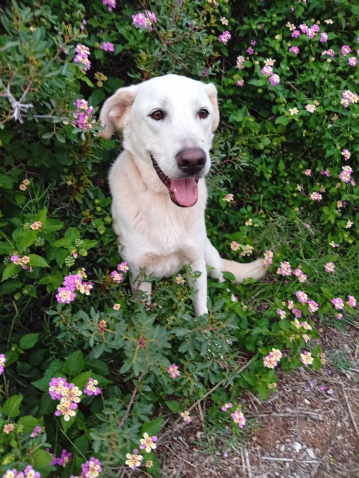 Aden, mix labrador di circa 1 anno