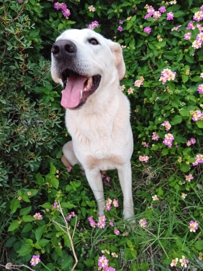 Aden, mix labrador di circa 1 anno