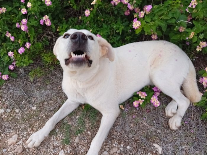 Aden, mix labrador di circa 1 anno