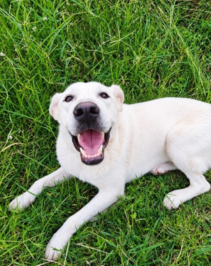 Aden, mix labrador di circa 1 anno - media 4