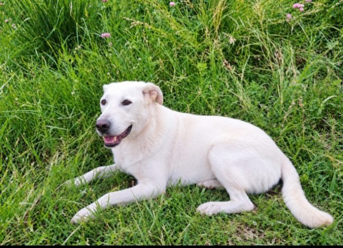 Aden, mix labrador di circa 1 anno - media 6